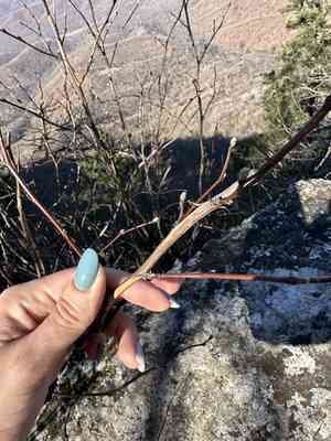 Physocarpus amurensis(Physocarpus amurensis)