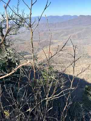 Physocarpus amurensis(Physocarpus amurensis)