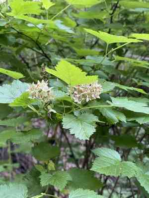 Physocarpus amurensis(Physocarpus amurensis)