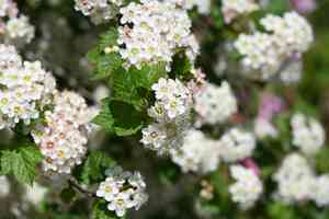 Physocarpus amurensis(Physocarpus amurensis)