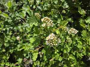 Mountain ninebark(Physocarpus monogynus)