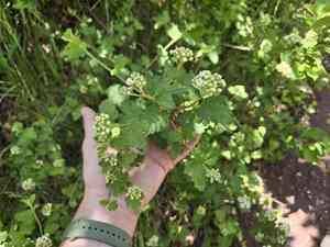 Mountain ninebark(Physocarpus monogynus)