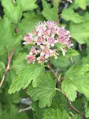 Mountain ninebark(Physocarpus monogynus)