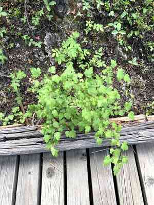 Mountain ninebark(Physocarpus monogynus)