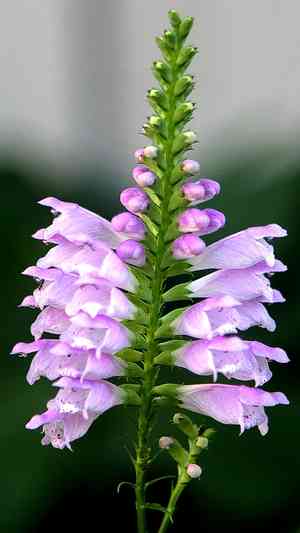 Obedient plant(Physostegia virginiana)