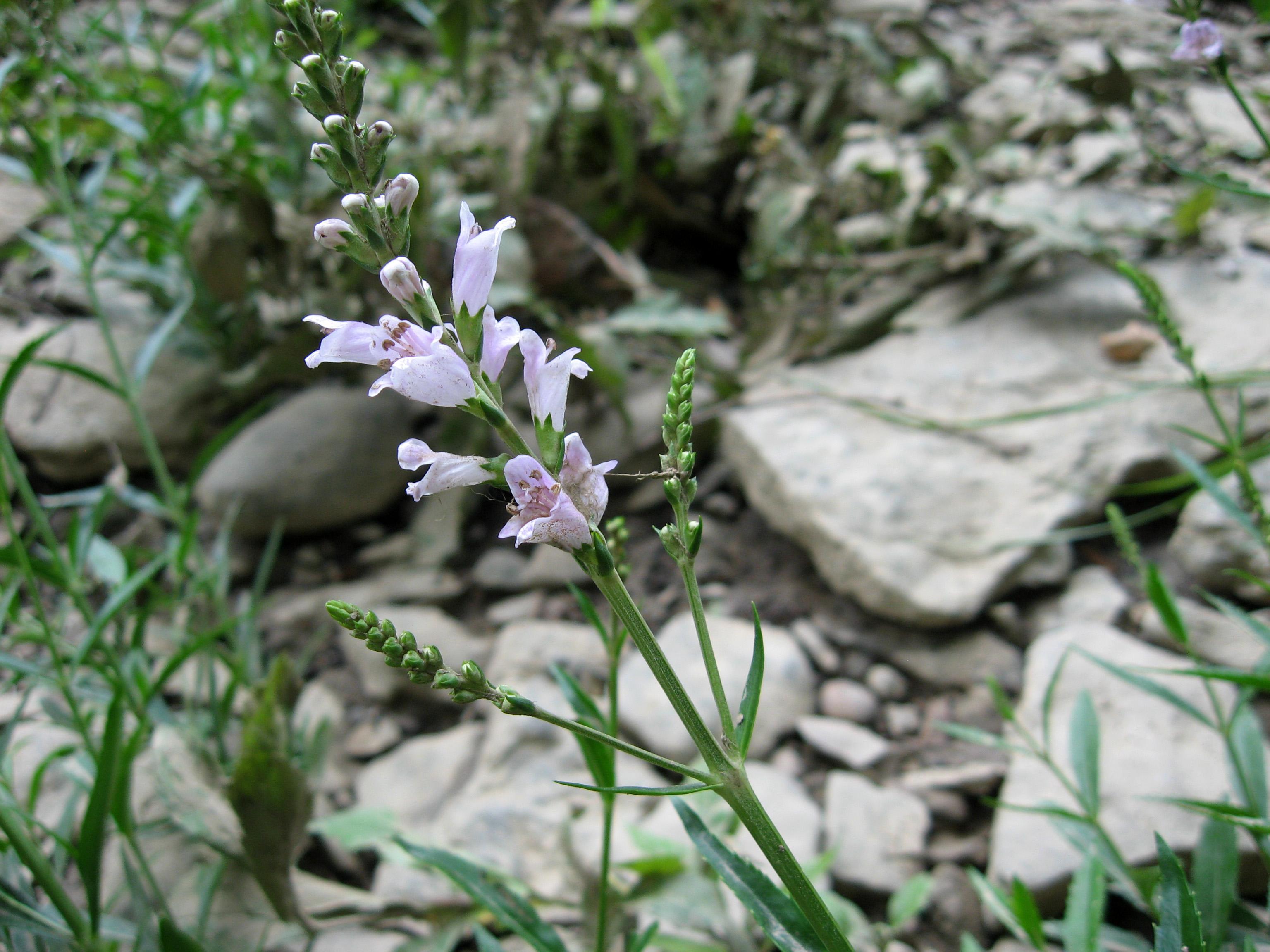 Obedient plant