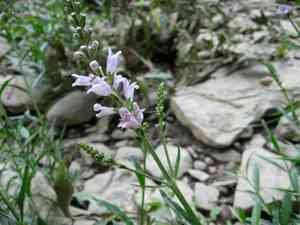 Obedient plant(Physostegia virginiana)
