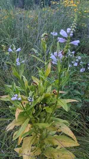 Obedient plant(Physostegia virginiana)