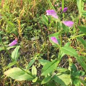 Obedient plant(Physostegia virginiana)