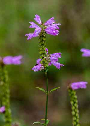 Obedient plant(Physostegia virginiana)