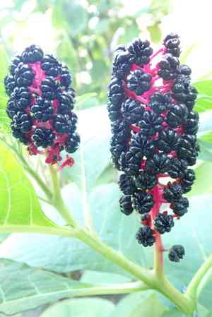 Indian poke(Phytolacca acinosa)