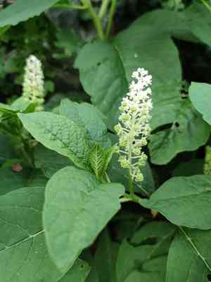 Indian poke(Phytolacca acinosa)
