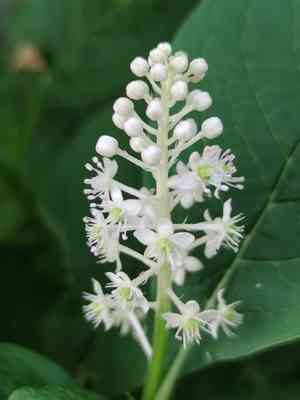 Indian poke(Phytolacca acinosa)