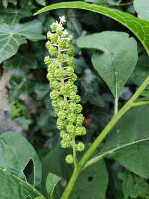 Indian poke(Phytolacca acinosa)