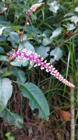 Venezuelan pokeweed(Phytolacca rivinoides)
