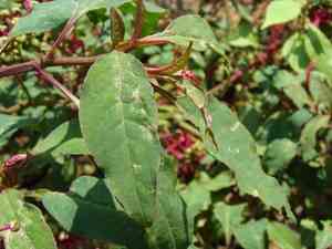 Venezuelan pokeweed(Phytolacca rivinoides)