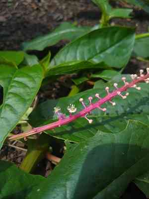 Venezuelan pokeweed(Phytolacca rivinoides)