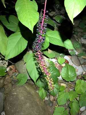 Venezuelan pokeweed(Phytolacca rivinoides)