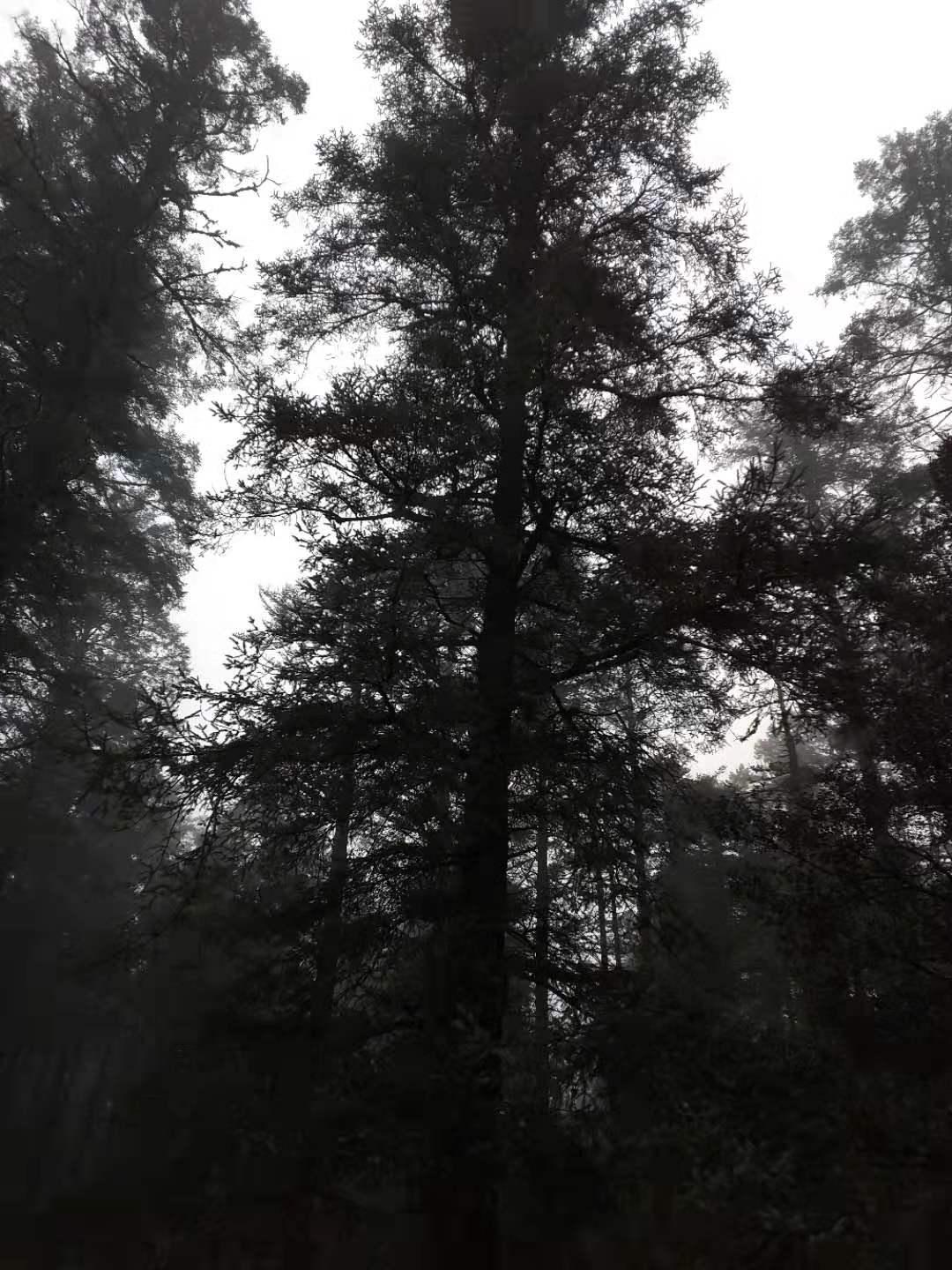 Orange spruce