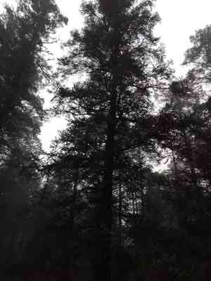 Orange spruce(Picea asperata)