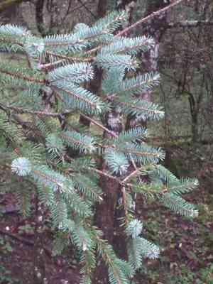 Orange spruce(Picea asperata)