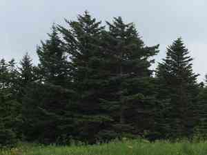 Sakhalin spruce(Picea glehnii)