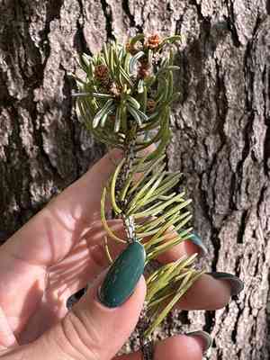 Korean spruce(Picea koraiensis)