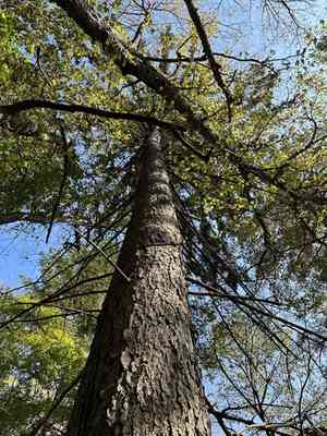 Korean spruce(Picea koraiensis)