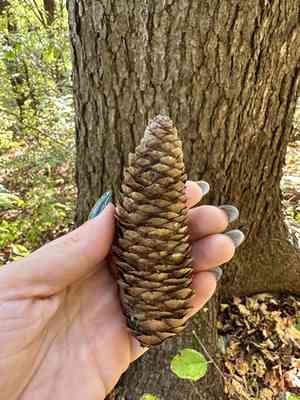 Korean spruce(Picea koraiensis)