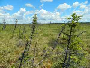 Black spruce(Picea mariana)