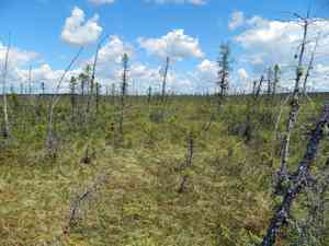 Black spruce(Picea mariana)