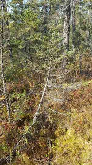 Black spruce(Picea mariana)