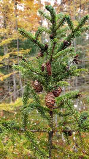 Black spruce(Picea mariana)