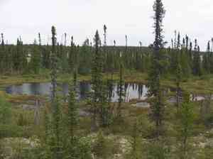 Black spruce(Picea mariana)