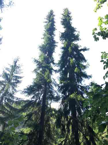 Serbian spruce(Picea omorika)