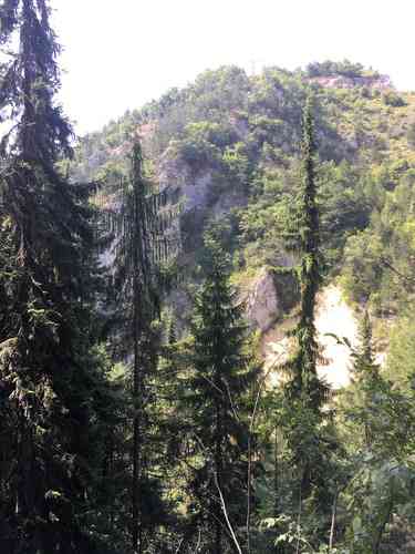 Serbian spruce(Picea omorika)