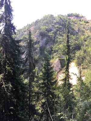 Serbian spruce(Picea omorika)