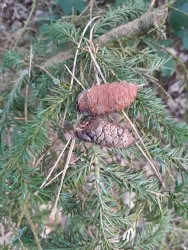 Serbian spruce(Picea omorika)