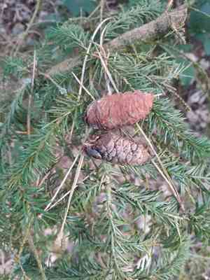 Serbian spruce(Picea omorika)