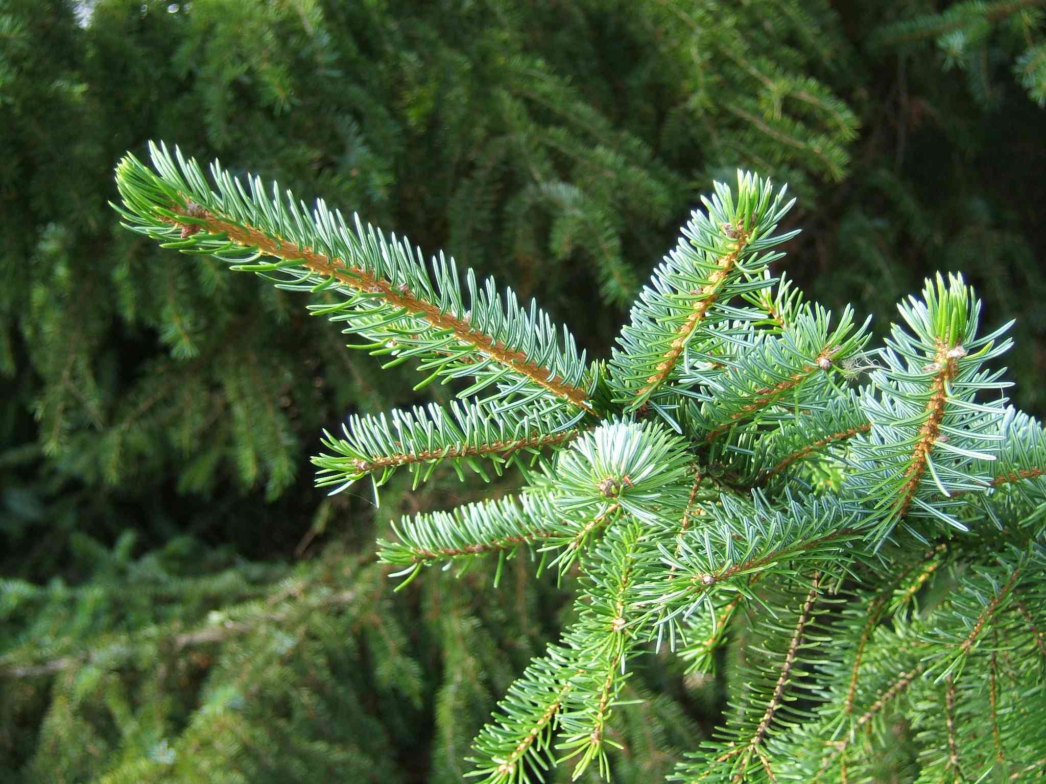 Serbian spruce(Picea omorika)