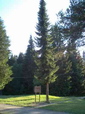 Serbian spruce(Picea omorika)