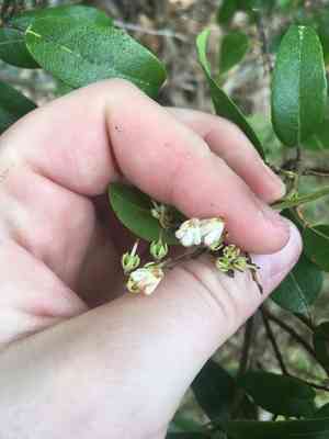 Mountain fetterbush(Pieris floribunda)