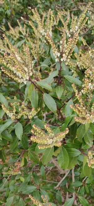 Mountain fetterbush(Pieris floribunda)