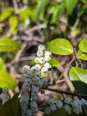 Mountain fetterbush(Pieris floribunda)