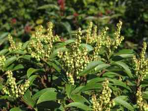 Mountain fetterbush(Pieris floribunda)