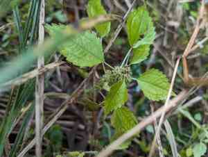 Lesser clearweed(Pilea fontana)