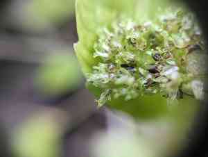 Lesser clearweed(Pilea fontana)