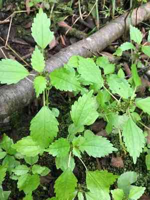 Lesser clearweed(Pilea fontana)
