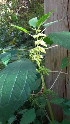 Clearweed(Pilea pumila)
