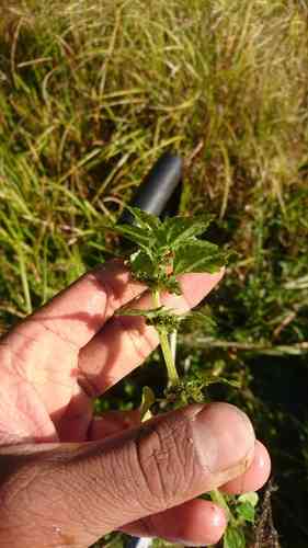 Clearweed(Pilea pumila)